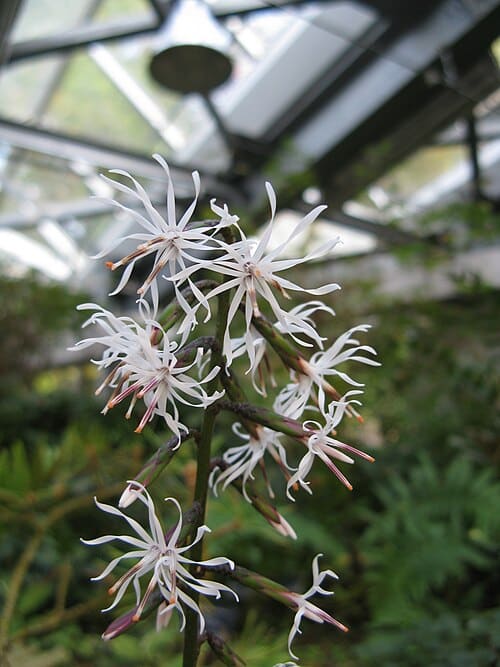 Ainsliaea, standing in for Ainsliaea fragrans champ