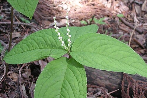 Chloranthus serratus