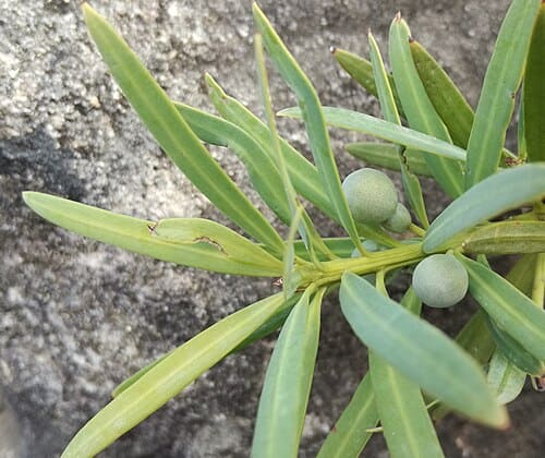 Podocarpus, standing in for Podocarpus philippinensis