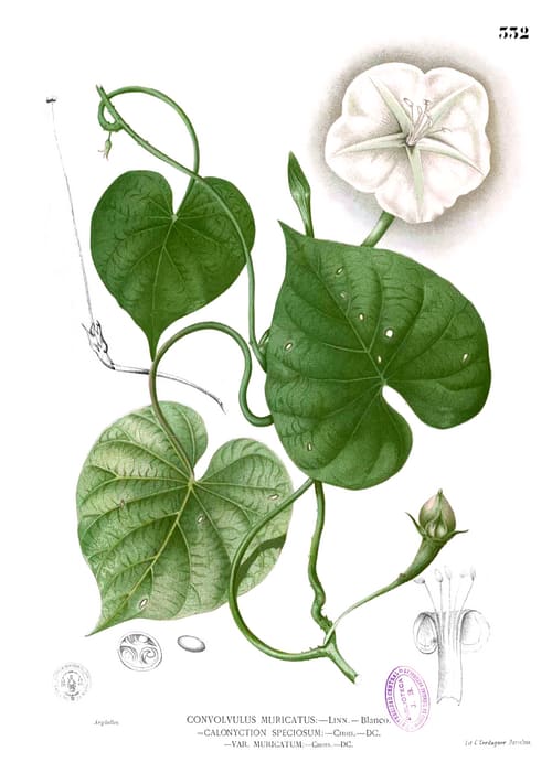 Ipomoea turbinata