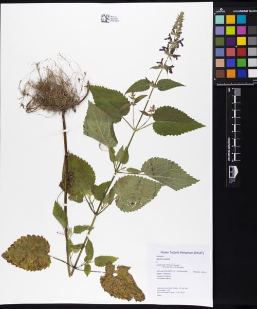 Stachys sylvatica