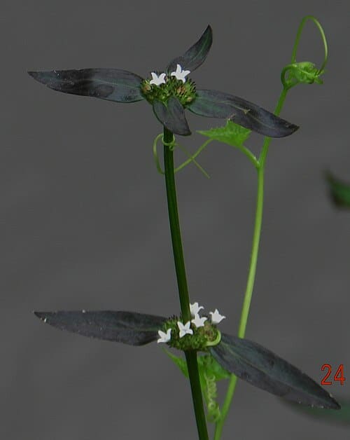 Hedyotis auricularia