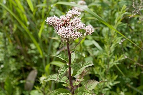 Eupatorium chinense