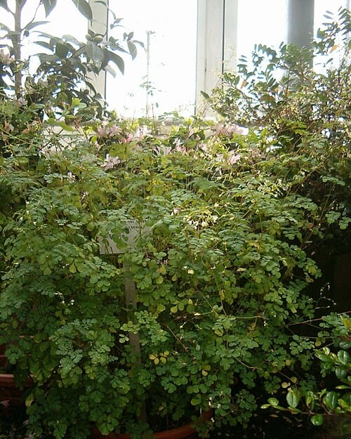 Boenninghausenia albiflora, standing in for Boenninghausenia albiflora var. japonica