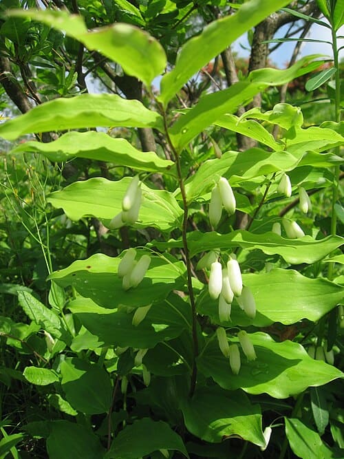 Polygonatum sibiricum