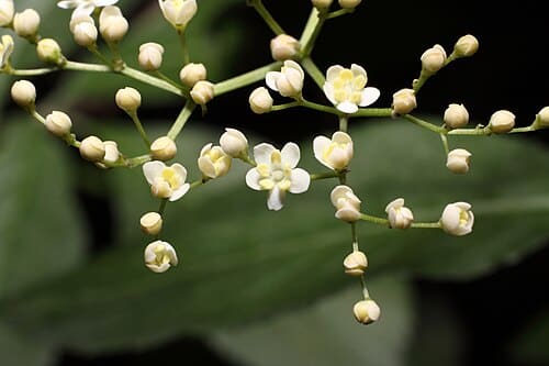 Sambucus williamsii
