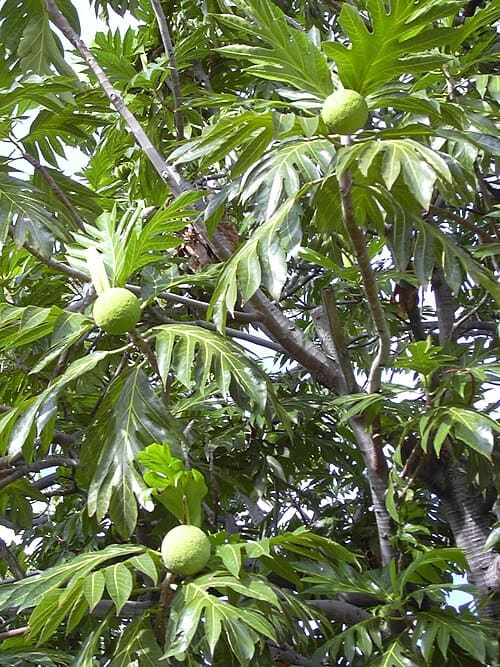 Artocarpus