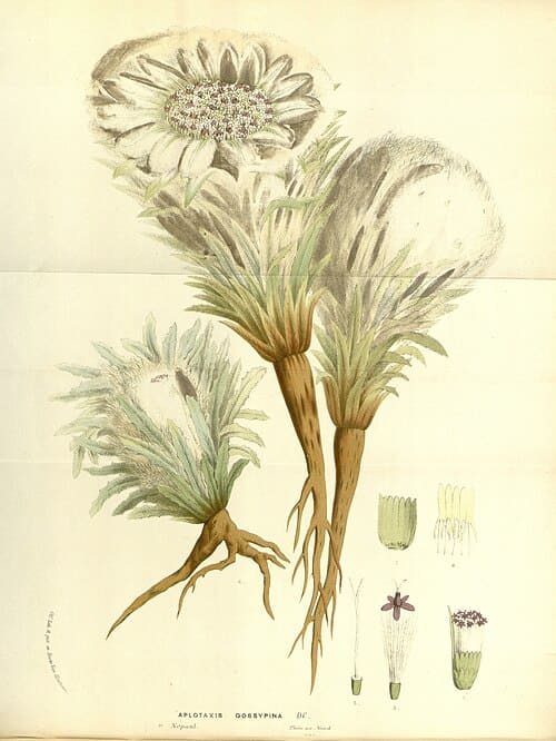 Saussurea laniceps