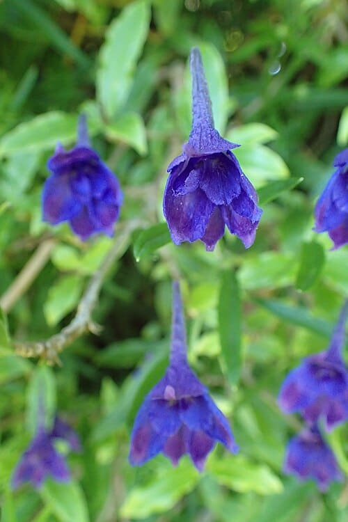 Delphinium tatsienense