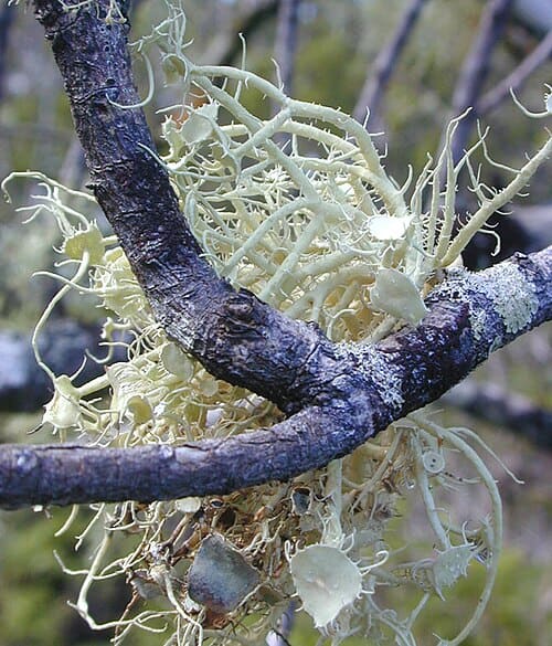 Usnea, standing in for Usnea longissima