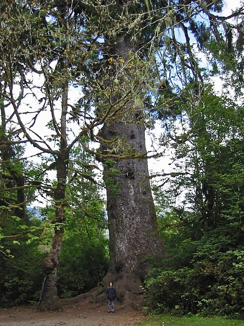 Picea sitchensis