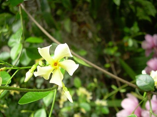 Trachelospermum asiaticum