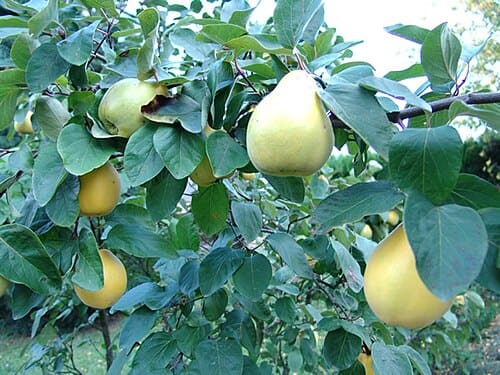 Cydonia oblonga