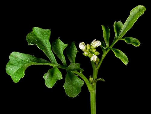 Cardamine hirsuta