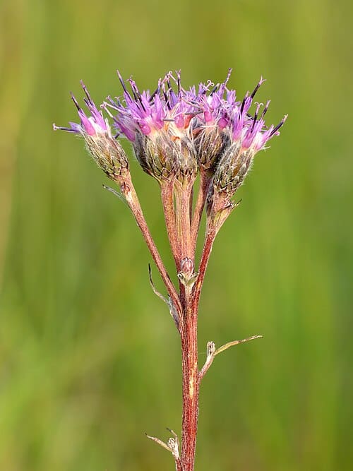 Saussurea, standing in for Saussurea obtusata