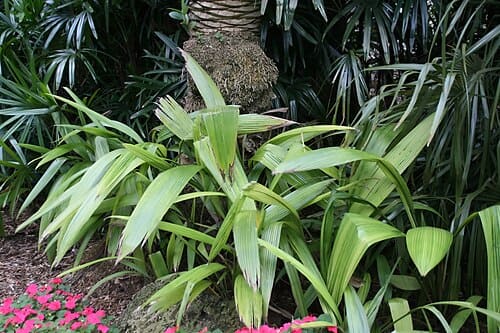 Curculigo capitulata