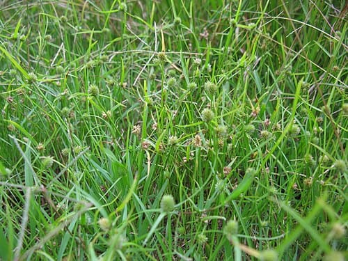 Cyperus brevifolius