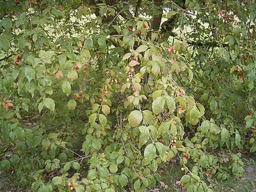 Cornus mas