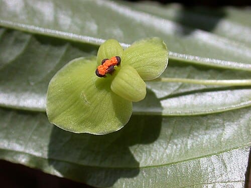 Croomia, standing in for Croomia japonica