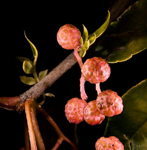 Zanthoxylum bungeanum