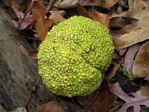 Maclura pomifera