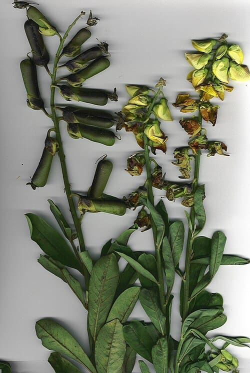 Crotalaria assamica