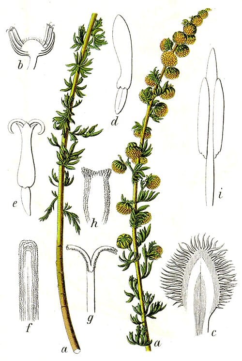 Artemisia rupestris