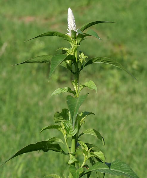 Celosia argentea