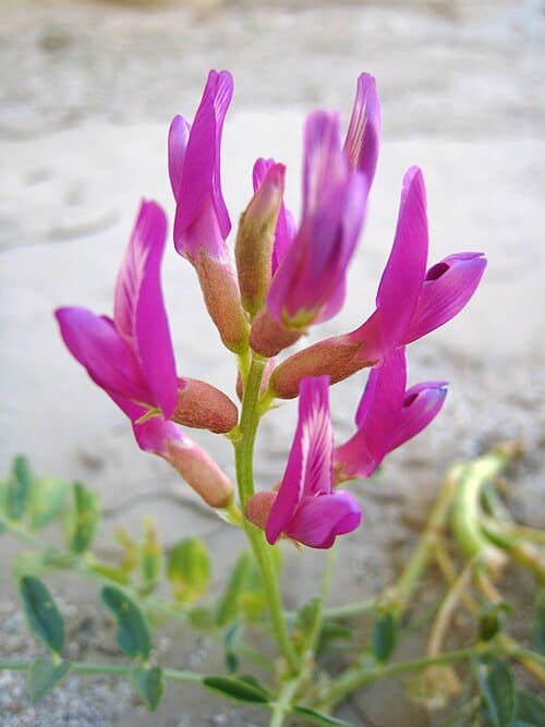 Astragalus, standing in for Astragalus complanatus