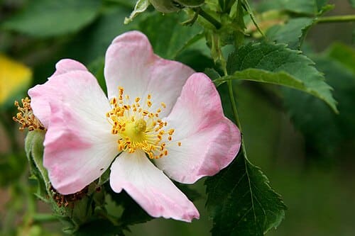 Rosa, standing in for Rosa sinica