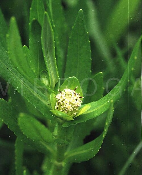 Enydra fluctuans