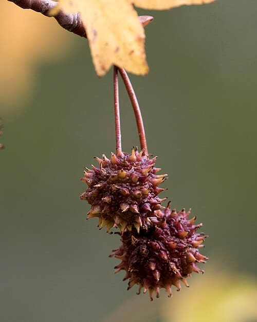 Liquidambar orientalis