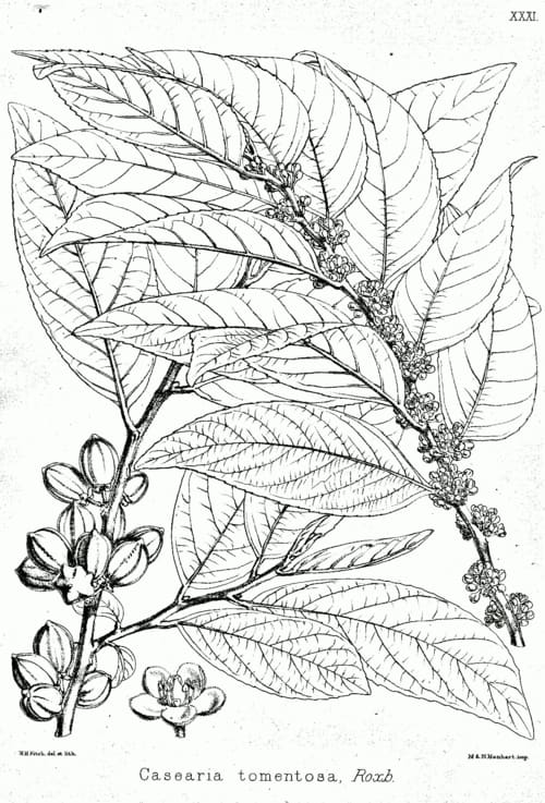 Casearia