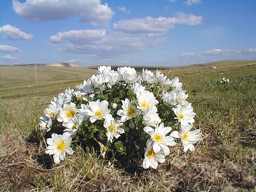 Adonis mongolica