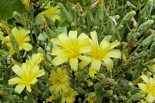 Lactuca, standing in for Lactuca montana