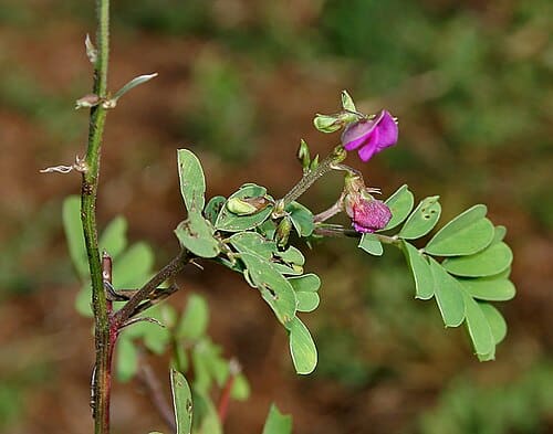 Tephrosia