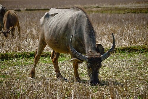 Bubalus bubalis
