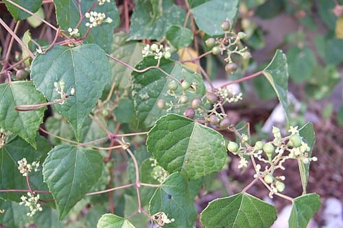Ampelopsis brevipedunculata