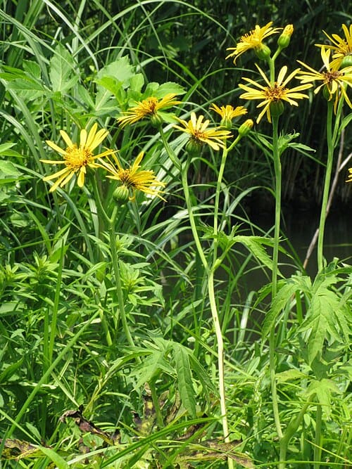 Ligularia japonica