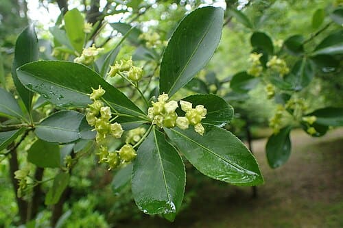 Euonymus yunnanensis