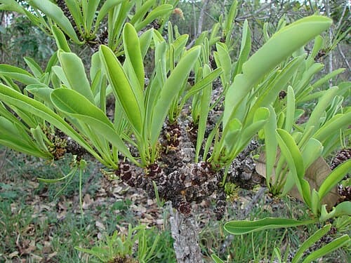 Erythroxylum, standing in for Erythroxylum cambodianum