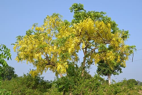 Cassia fistula