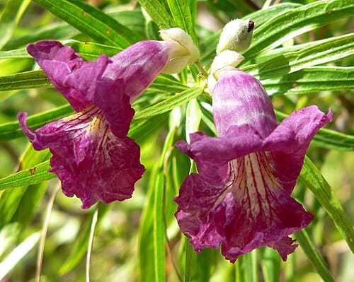Bignoniaceae