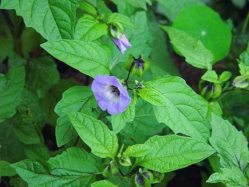 Nicandra physalodes