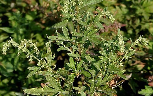 Artemisiinae, standing in for Seriphidium brevifolium