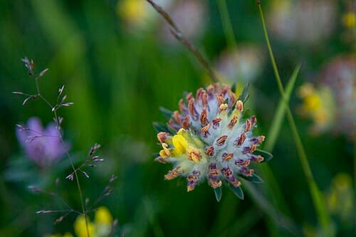 Anthyllis vulneraria