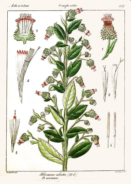 Laggera alata