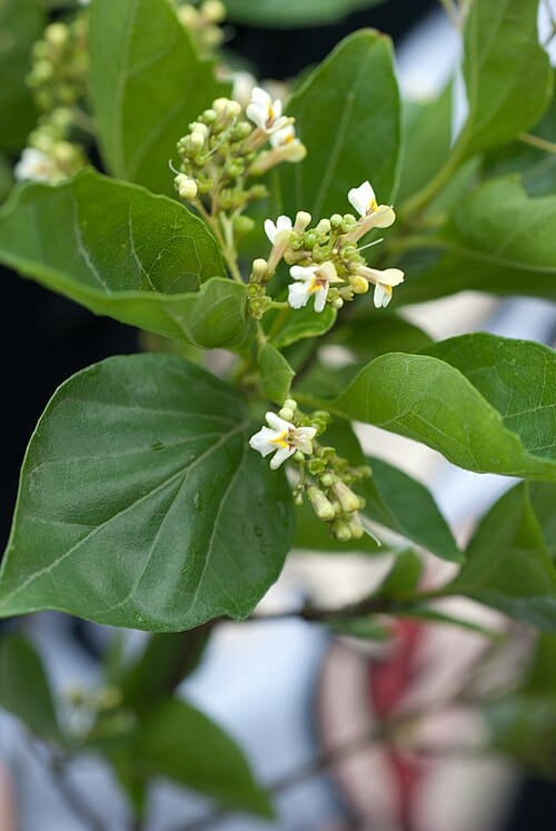 Premna microphylla