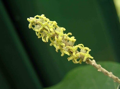 Mallotus apelta