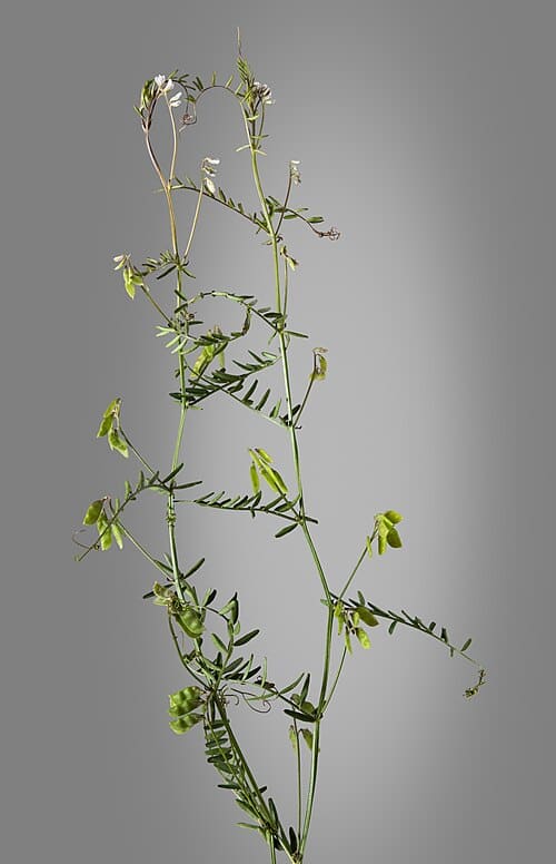 Vicia hirsuta